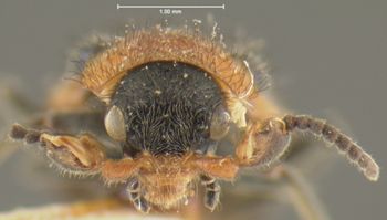 Media type: image;   Entomology 24212 Aspect: head frontal view